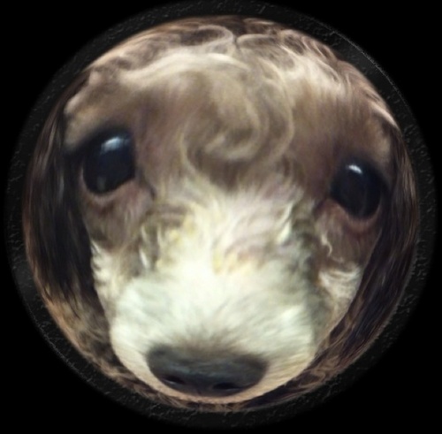 Seni3333's profile picture. 韓国 日本 홍새니