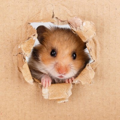 Snoobi7's profile picture. 