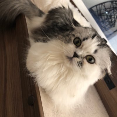 出身は心理学ですが、労働経済の研究職に就いています。データサイエンティストの方と繋がれれば幸いです。資格として、臨床心理士、公認心理師、精神保健福祉士、社会福祉士を持っています。修士(臨床心理学)。治療と仕事の両立にも関心があります。よろしくお願いします🙇♂️📯