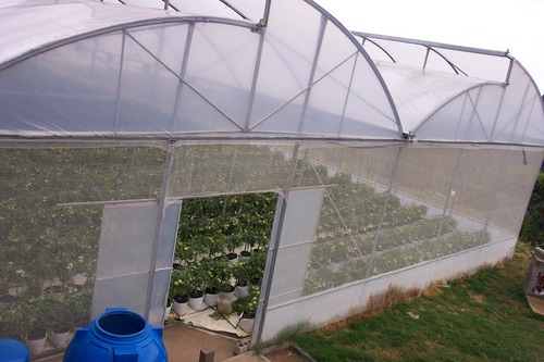 LAGRANJADETITO's profile picture. Cultivo Bajo Ambiente Cotrolado
     Carayaca -- Venezuela
  0424 / 1155909
       Pin BB : 28ec9962