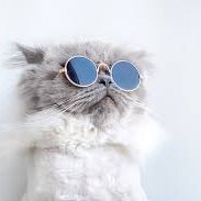 time_maneneko's profile picture. 地方の企業に就職するも低賃金・残業・会社に不満を感じ続ける生活/本気で人生を変えるべくネットビジネスの世界へ/知識・スキル・経験ゼロからのStart!/数年かけてお金・時間・組織に縛られることがない生活を実現/ビジネスを仕組化し、猫の為に脱サラを実現したノウハウを限定大公開中 ※詳しくはLINE登録でお話しします！