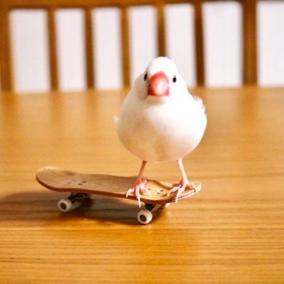 白文鳥おチビ、シルバーイノ文鳥りん、桜文鳥ピコと27歳飼い主の3羽と1人暮らし👩🏻‍🦰🐣🐥🐧 Instagramもやってます🥹✨(良ければフォローお待ちしております🫶リンクはこちら↓)