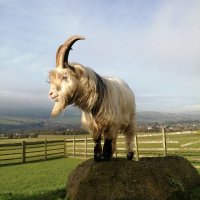 Bleakholt sanctuary farm and small animals.(@BleakholtF) 's Twitter Profileg