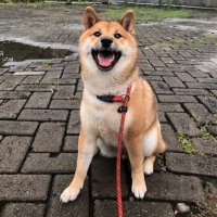 Owner of Sora the Shiba (@jezevylk) 's Twitter Profile