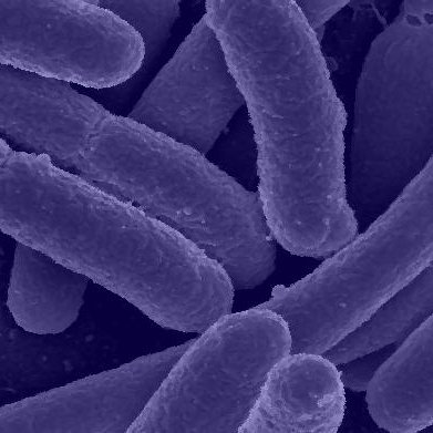 Coli2E's profile picture. Faul und gefräßig, aber lieb.
Gottloser Gesell' 
Danke deinem Gott: Weiter ohne Nacktfoto im Profil.😁