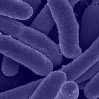clown.e.coli² (@coli2e) 's Twitter Profile
