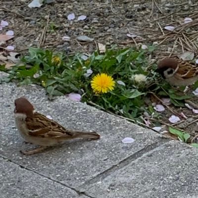 雀🐤さんのプロフィール画像