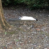 ねこまる (@szyj1vmgcrk3pe0) 's Twitter Profile