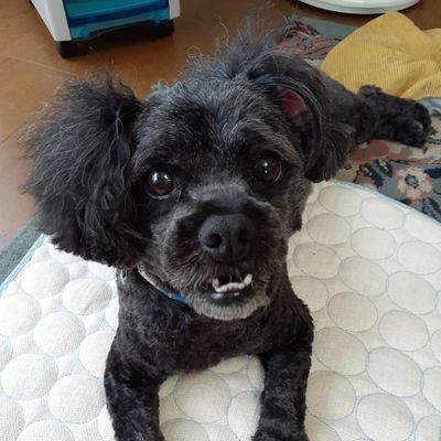 0m4o2e1_ri's profile picture. 新潟大学 農学部動物コース4年🍙