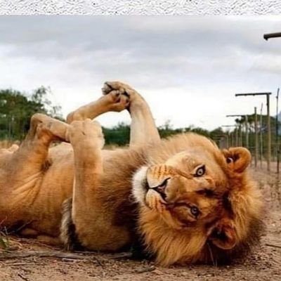 puppy_fat's profile picture. 