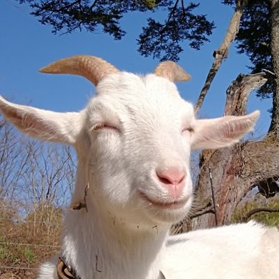 長野県のお山の上で暮らしてます🏔アイコンはうちで飼ってるヤギさんです🐐
好きな番組聴きながら呟きます📻🎶フォローリムーブご自由に&無言フォローお許しを🙏基本的にラジオ番組のハッシュタグしか追っていないので失礼があったらすみません🐐⚡
民泊やってます🏡田舎暮らしに興味ある方𝐖𝐞𝐥𝐜𝐨𝐦𝐞🙌