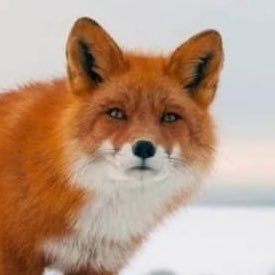 kipishna_baba_k's profile picture. Мемуари тої рижухи-програмістки з ню фотосетами)