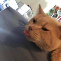 femboys/traps nwn (@compilationfem) 's Twitter Profile
