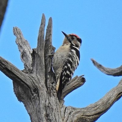 Birder | Naturalist | Wildlife Photographer | Dartmoor local patch