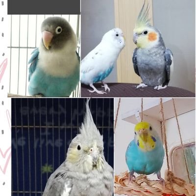 オカメインコ(名前:のんちゃん)
セキセイインコ(名前:ピース)
オカメインコ(名前:ふぇり)
飼育中…( ´∀｀)
鳥ちゃん
🐺MAN WITH A MISSION🐺
くまのプーさん
飛行機好き✨
愛知県