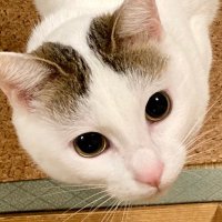 へちま&みつね🐈しましま姉妹 (@hechima20170917) 's Twitter Profile Photo へちま&みつね🐈しましま姉妹 (@hechima20170917) 's Twitter Profile Photo