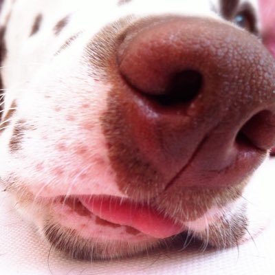 Educador y adiestrador canino. Dog trainer & behavior consultant.
R+