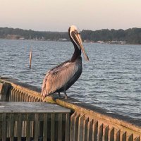 AJC4JSU🐓 (@ajc4jsu) 's Twitter Profile