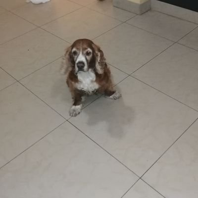 Hi, I am Molly a cocker spaniel, I life Miami in they USA. I'm 7 years old happy cocker spaniel with long ears. Mi birthday is on September 4