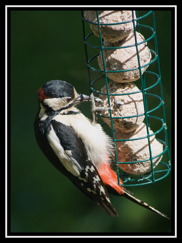 Spend time down the allotment to get rid of the stress at work, Beekeeper, run a number of websites, including one for our allotment .  Also enjoy photography.