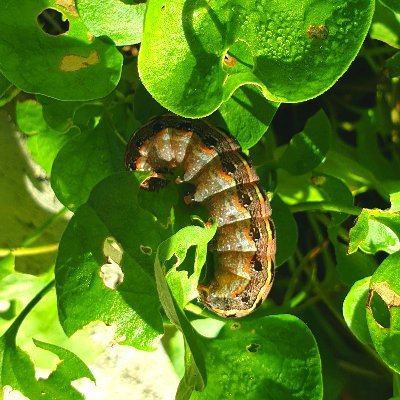 Insect Nutrition, Sex, Ecology, and Conservation Team | Motto: 'To inspire through Science'