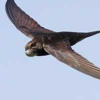 UKswifts (@swiftsinuk) 's Twitter Profile