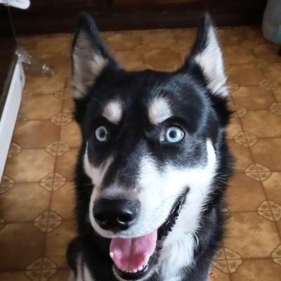 Lucky Ace Pomsky Profile