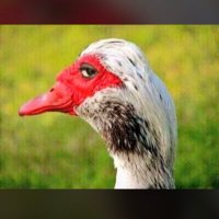 ororo (@ororoandmaggi) 's Twitter Profile