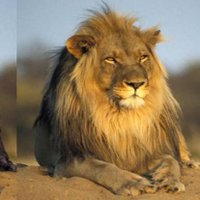 ensest taktikçi (@recep91115940) Twitter profile photo