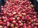 A sustainable family farm growing for you!