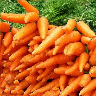 Im_a_carrot_ao3's profile picture. 🥕she/her🥕20🥕