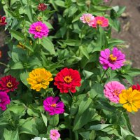 Julia Shockley (@julia_shockley) 's Twitter Profile