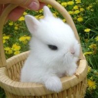 🍄う🐰 (@ihateradioacti1) 's Twitter Profile Photo 🍄う🐰 (@ihateradioacti1) 's Twitter Profile Photo