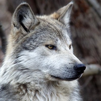 @SOLIDTAG_LF @WolvesRs @Sovereign
https://t.co/5bxtGzk7kS