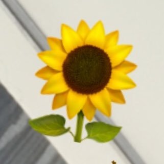 burlonauno's profile picture. ciao