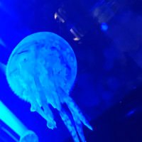 海洋生物*取引垢* (@lpcr_larme) 's Twitter Profile Photo 海洋生物*取引垢* (@lpcr_larme) 's Twitter Profile Photo