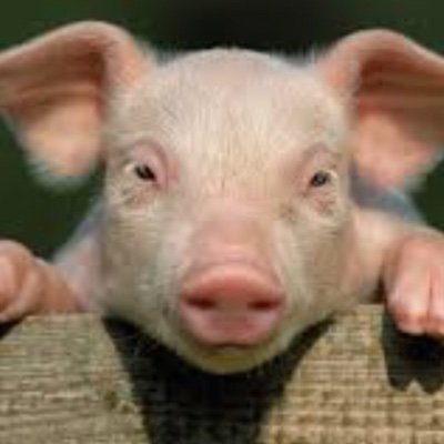 PigDirpy's profile picture. Hey there! I’m Dirpy. I would like to fly a plane someday, but I like video games and technology. o/