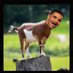 goatnextdoor (@goatnextdoor1) Twitter profile photo