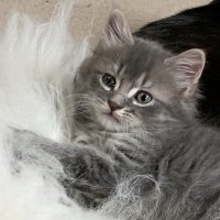 Amy Greenwald (@jklamom) 's Twitter Profile