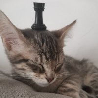 LCK kero ju (@1keroj) 's Twitter Profile