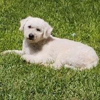 monica gabriela Romano (@grabieh) 's Twitter Profile