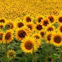 ANA  VETORAZZE - @AnaNeris - Twitter