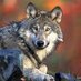 Seu Lobo (@seulobo3) Twitter profile photo Seu Lobo (@seulobo3) Twitter profile photo