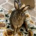 boujeebunnies (@boujeebunnies) Twitter profile photo boujeebunnies (@boujeebunnies) Twitter profile photo