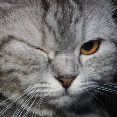 YaYChanG's profile picture. 