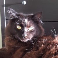 Jackson The Cat(@JacksonTheCat2) 's Twitter Profile Photo