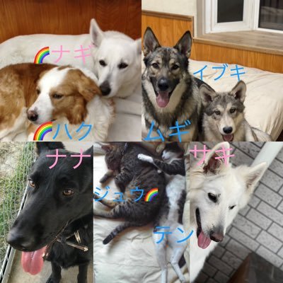 犬猫家族とご飯や旅行・好きな物をパシャパシャ撮ります🤳