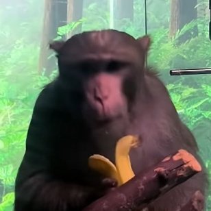 I am the Neuralink Monkey (parody)