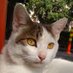 飞猫 (@iamaflyingcat) Twitter profile photo 飞猫 (@iamaflyingcat) Twitter profile photo