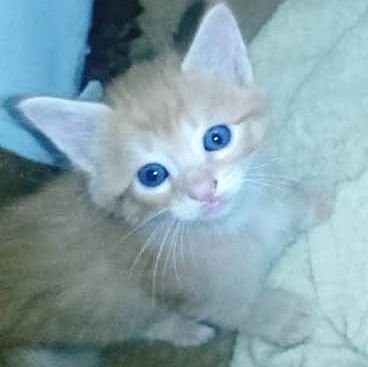 Mare1154's profile picture. 